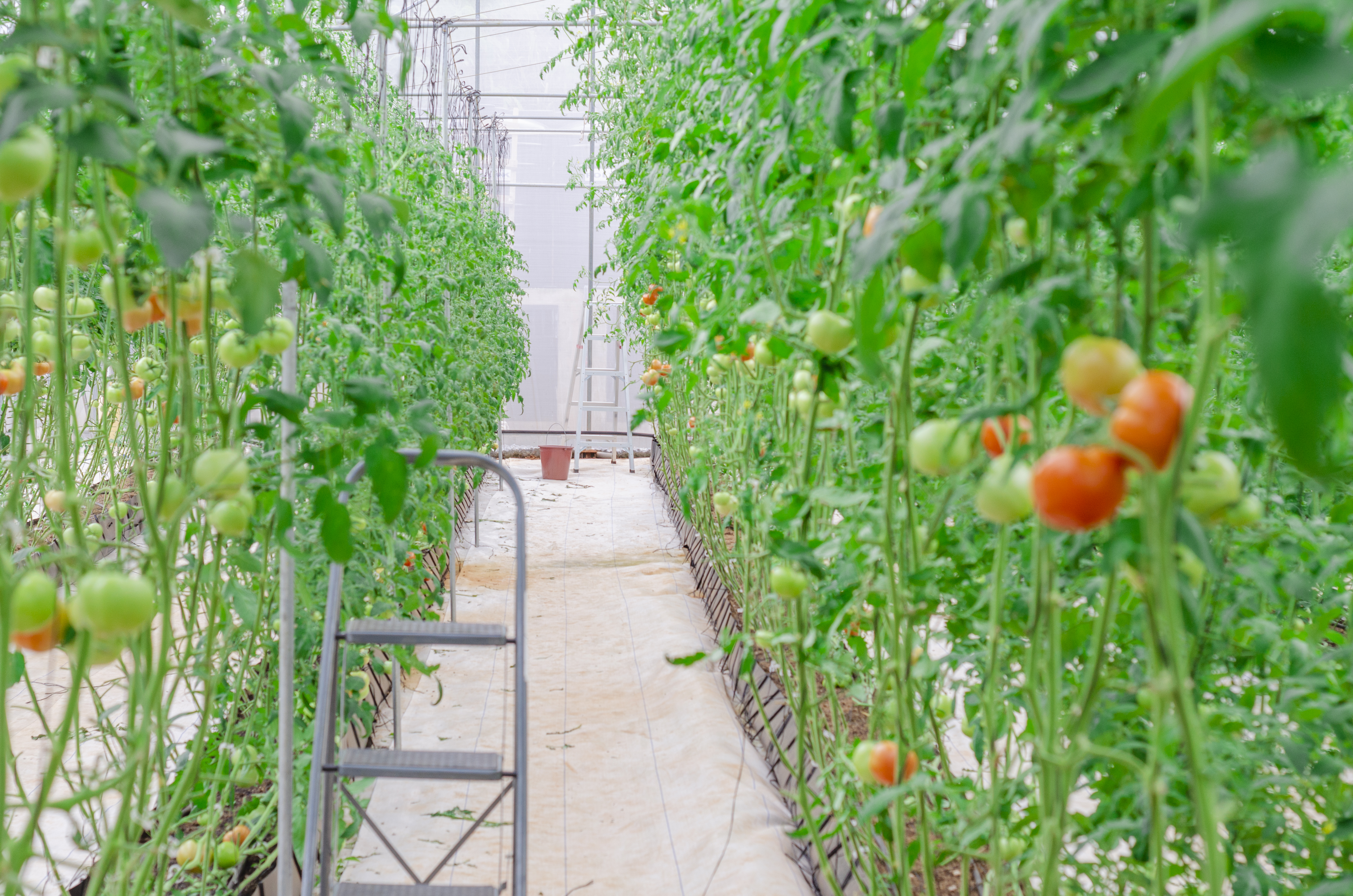 Greenhouse farming